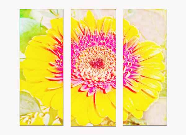 Gerbera - Variation 5