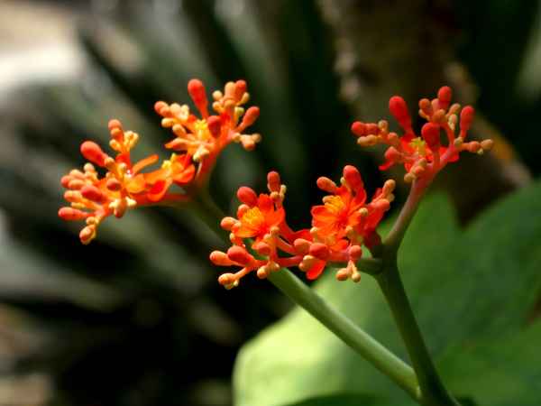 OrangeBlüte