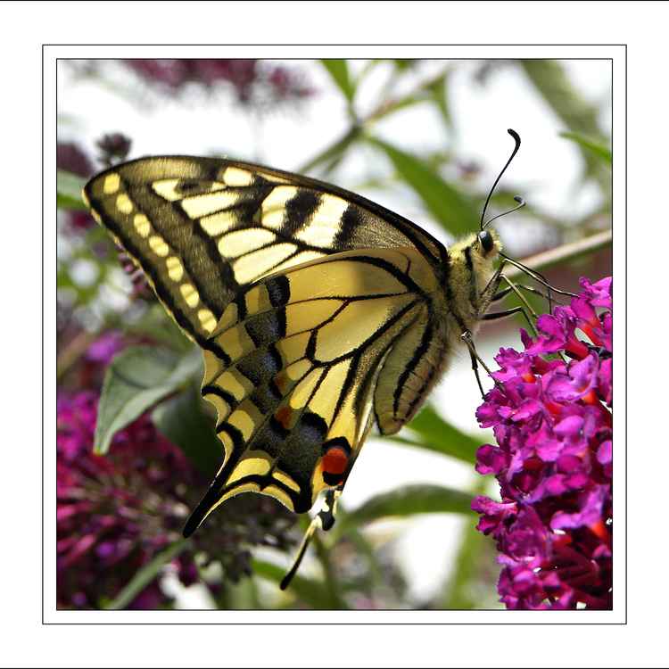 Schwalbenschwanz im Profil