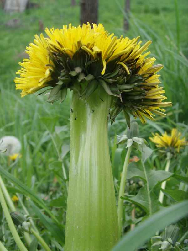 Naturwunder-Löwenzahn_6 auf einem Streich I