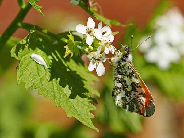 der erste aurora-falter
