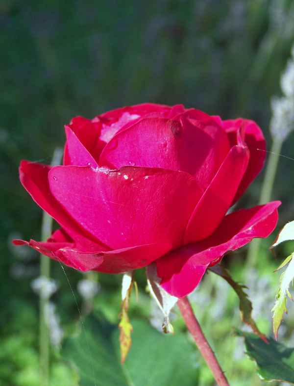 Rote Rose
