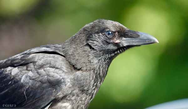 Kr&auml;henjungvogel