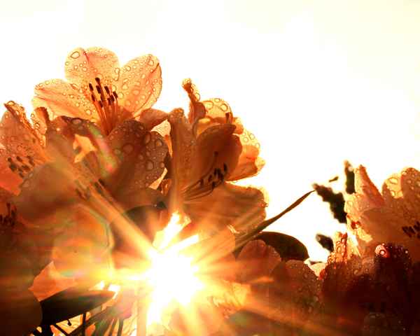 strahlende rhododendron