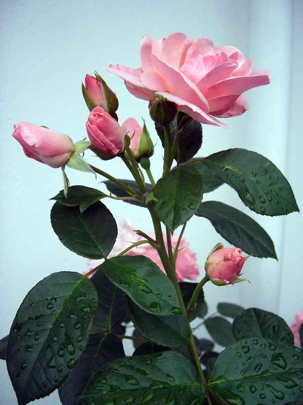 Ein rosa Rosenzweig