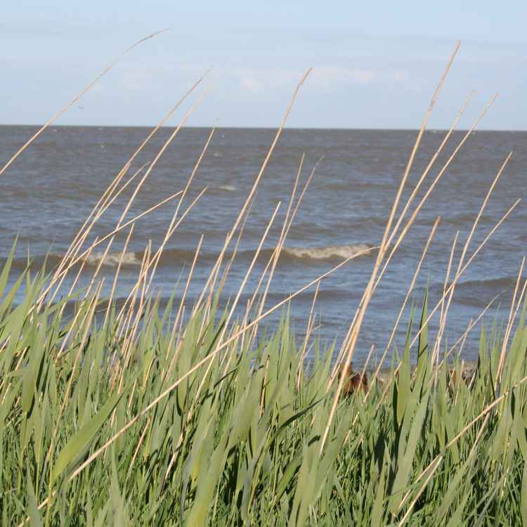 Sylt Dünen
