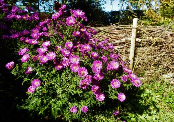 Letzte Bienen- und Schmetterlingsweide im Oktober