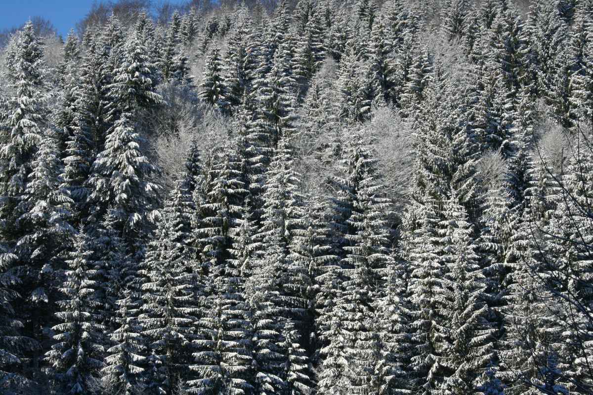 verschneit