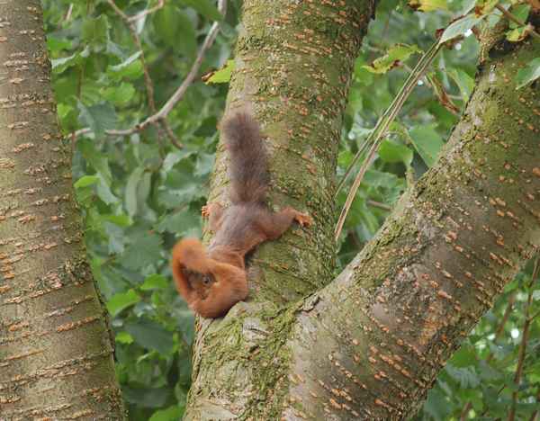 Eichhörnchen wird getragen