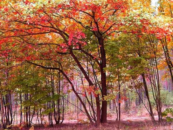 Schöner Herbst 6