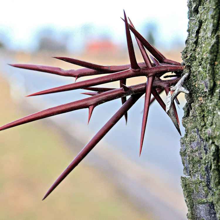 Die Dornen der Gleditschie