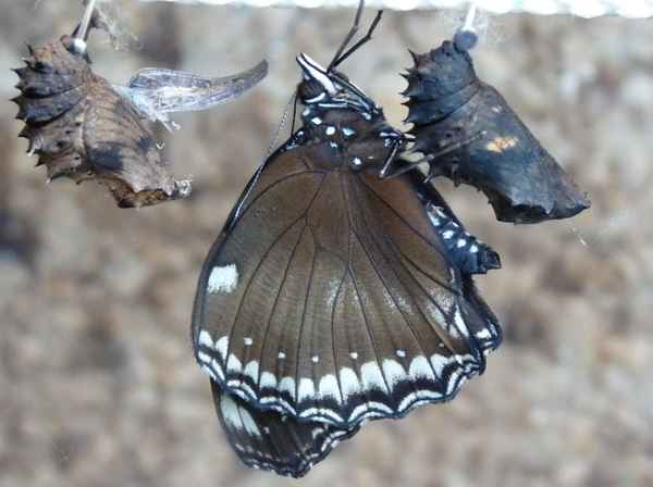Frisch geschlüpfter Schmetterling