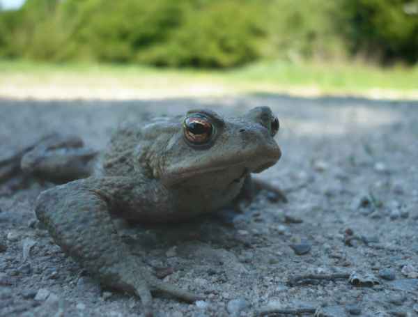 Froschkönig ohne Krone