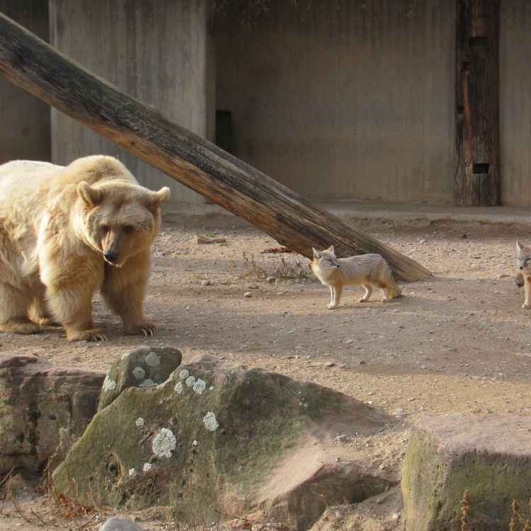 Braunbär und Wüstenfüchse in einem Gehege im Zoo von Heidelberg