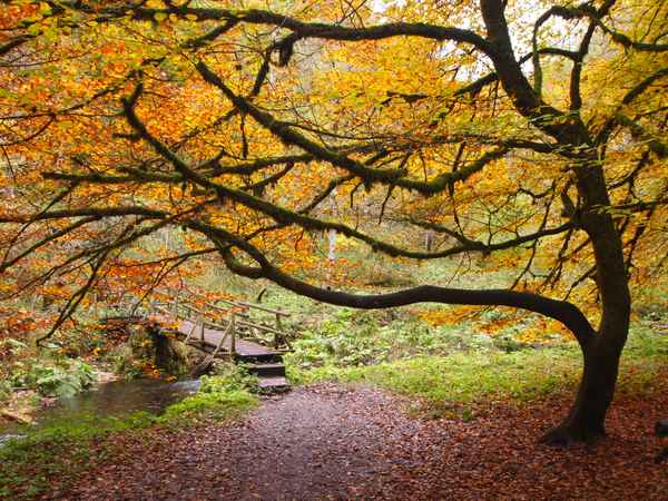 Herbst in der Wutachschlucht