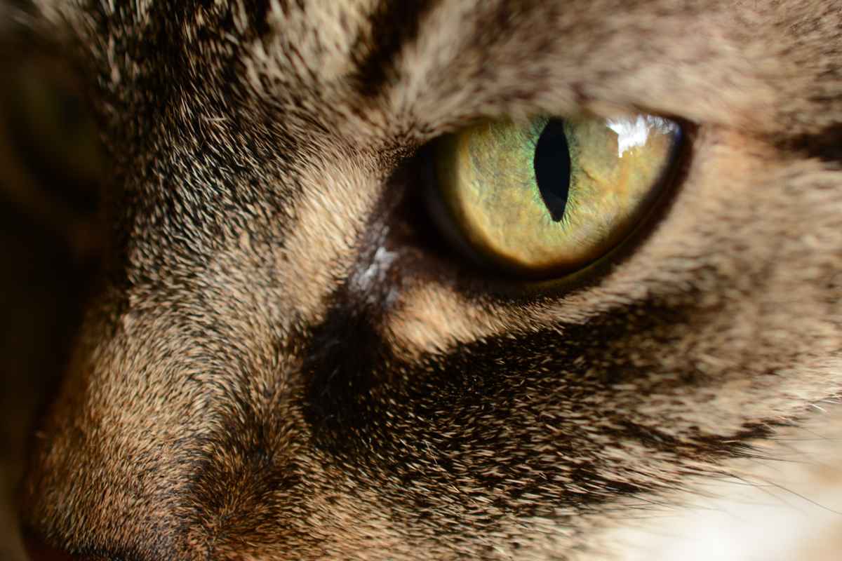 Katze-Auge