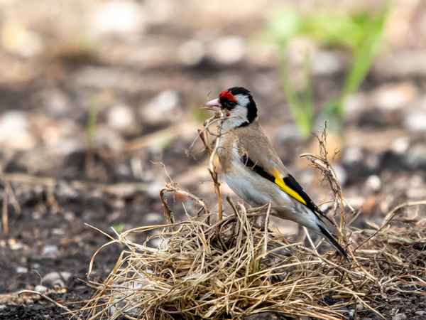 Ich bau ihr ein Nest_5