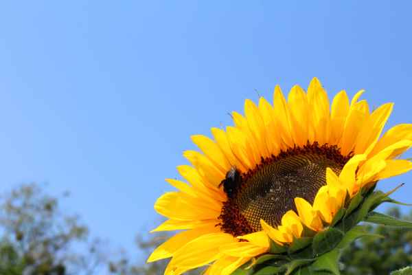 Im Sonnenblumenfeld...