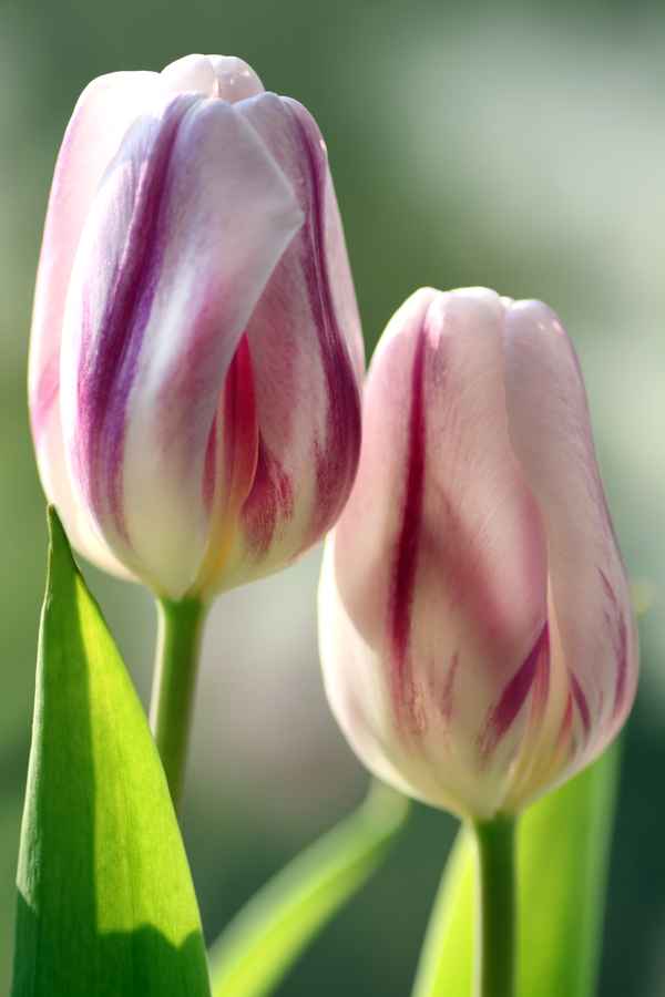 Tulpen