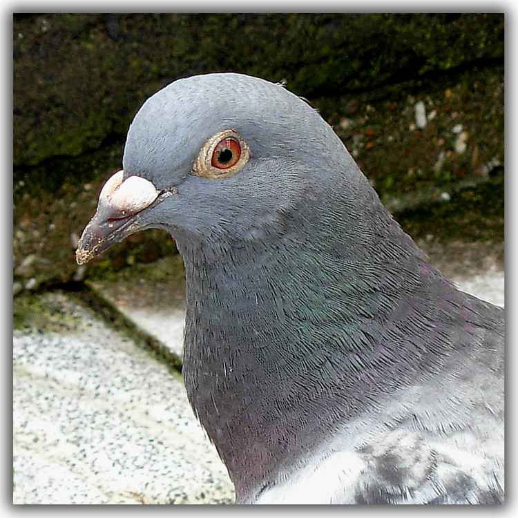 ...ich will nicht zurück auf`s Dach...