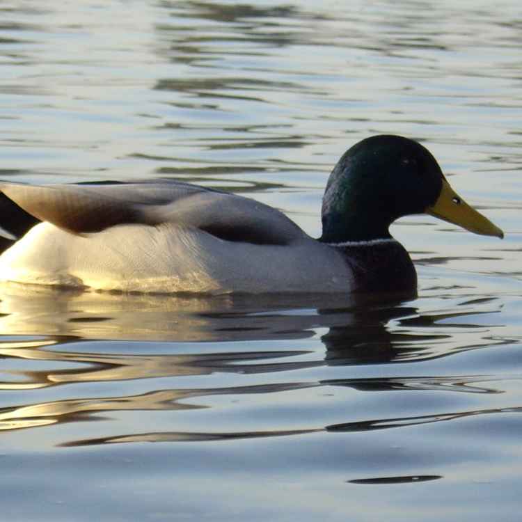 Donald Duck mal anders....