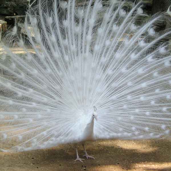 Pfau