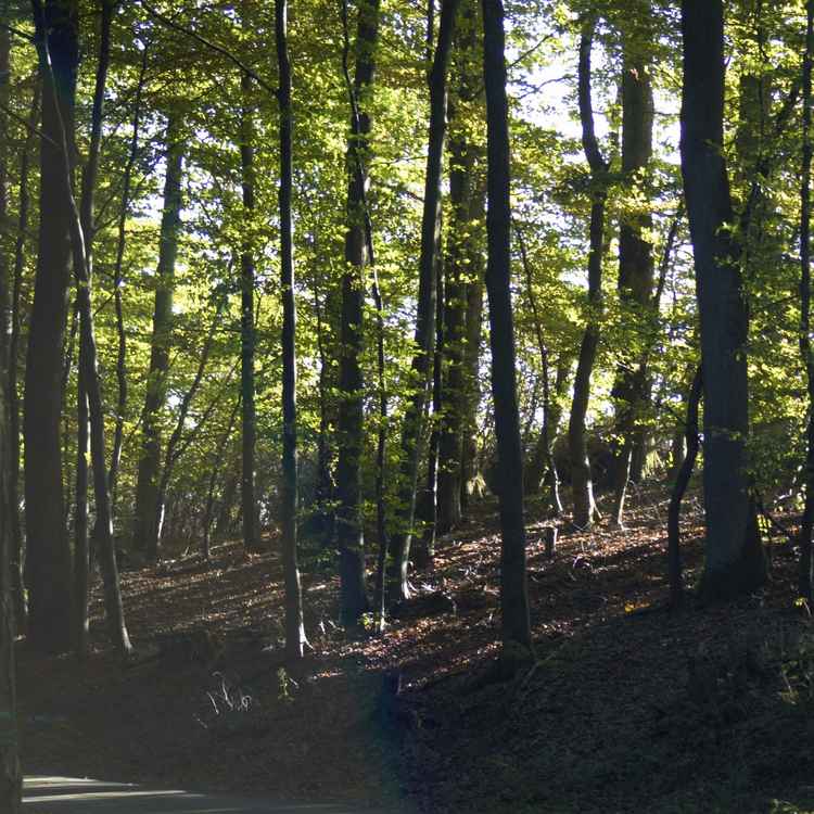 Herbstwald
