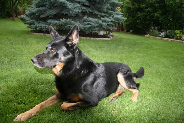 Blacky1