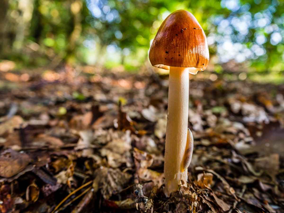 ...es ist wieder Pilzzeit...