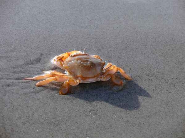 Schwimmkrabbe 2