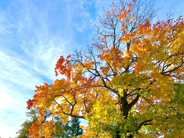 Herbstliche Farbenpracht (Ahorn)