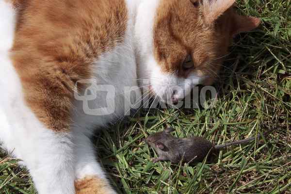 Kater Bimbo
