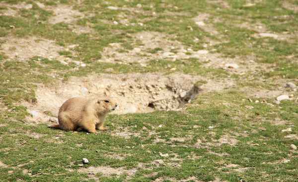 Das ist MEINE Höhle! 02