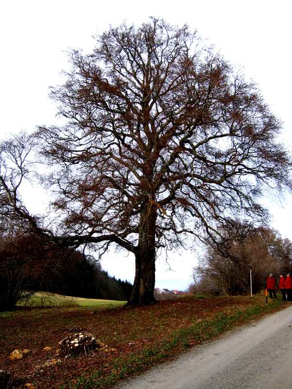 Weidbuche am Wegesrand
