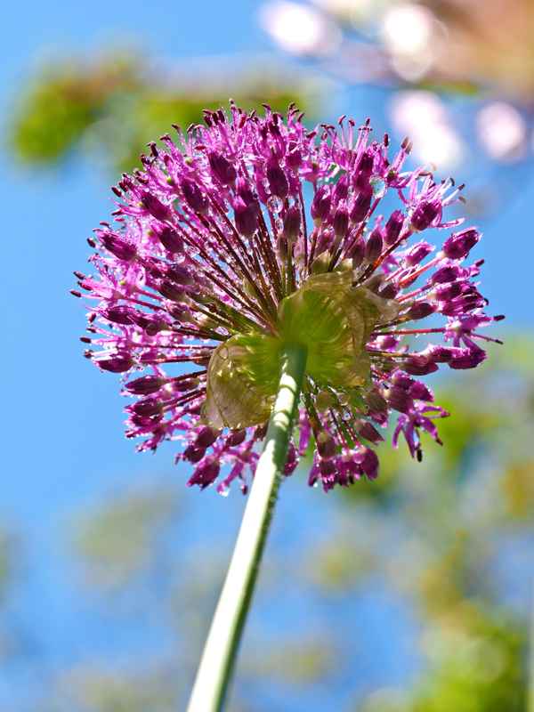 licht und wasserspiele  6