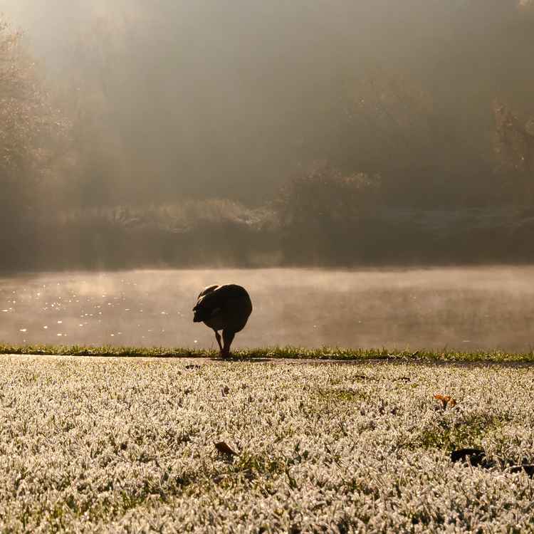 Der frühe Vogel fängt den Wurm