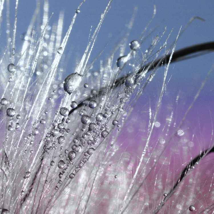 Wasserperlen im Gegenlicht