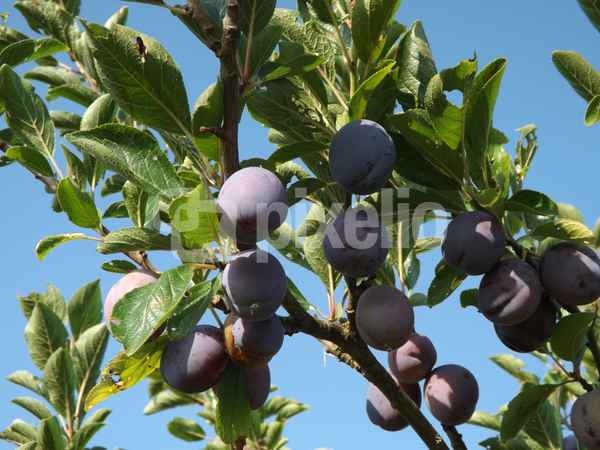 Reife Pflaumen am Baum
