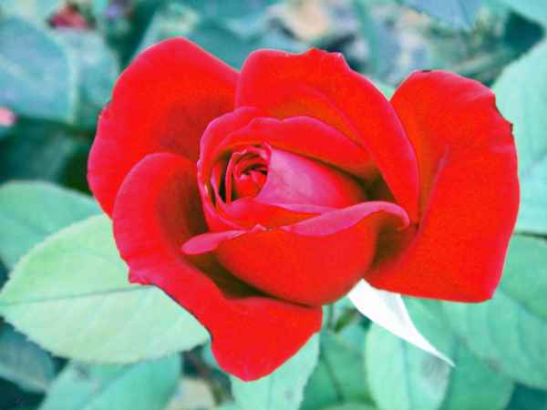 Blutrote Rose