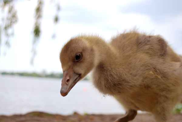 Schwan-Küken