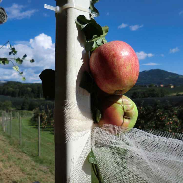 Äpfel im Apfelland/Steiermark