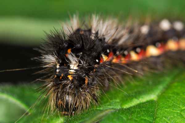 Junge Raupe der Ampfer-Rindeneule -2