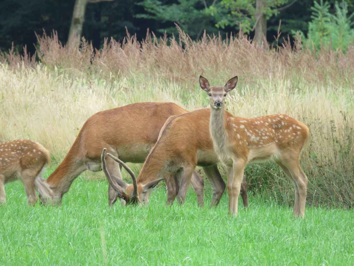Kleine Rehfamilie