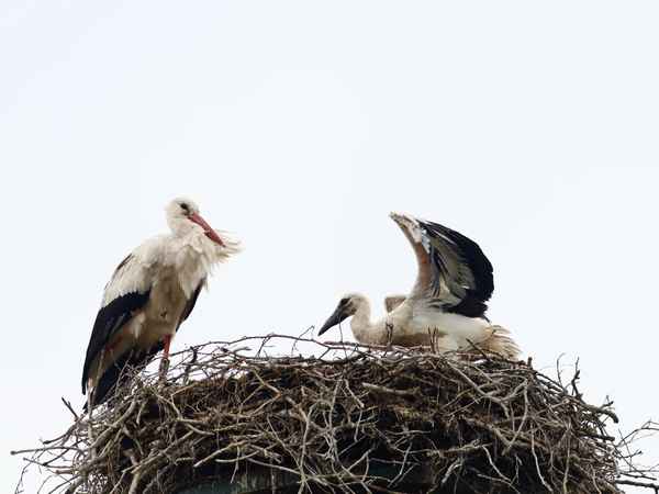 für die große reise trainieren