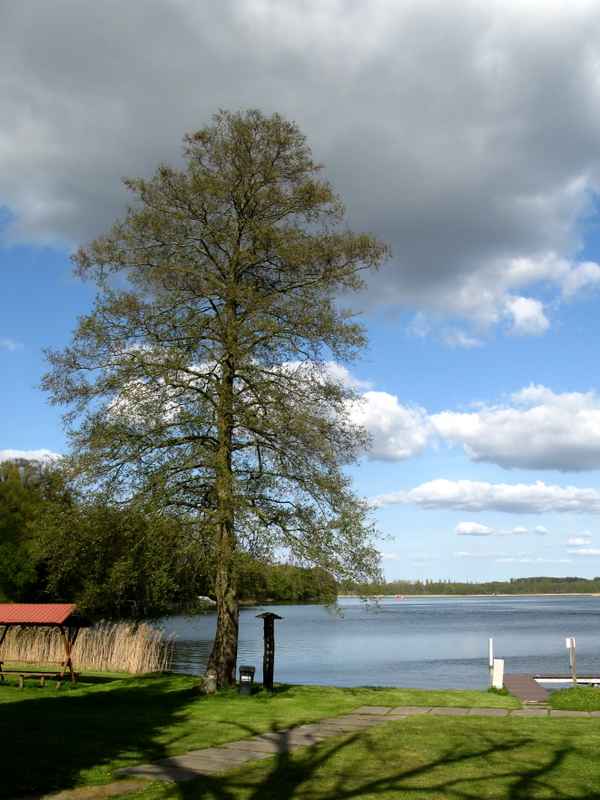 Baum am See