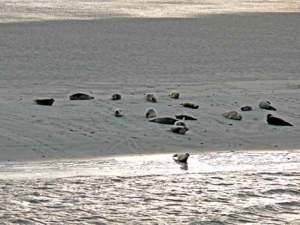 Seehunde
