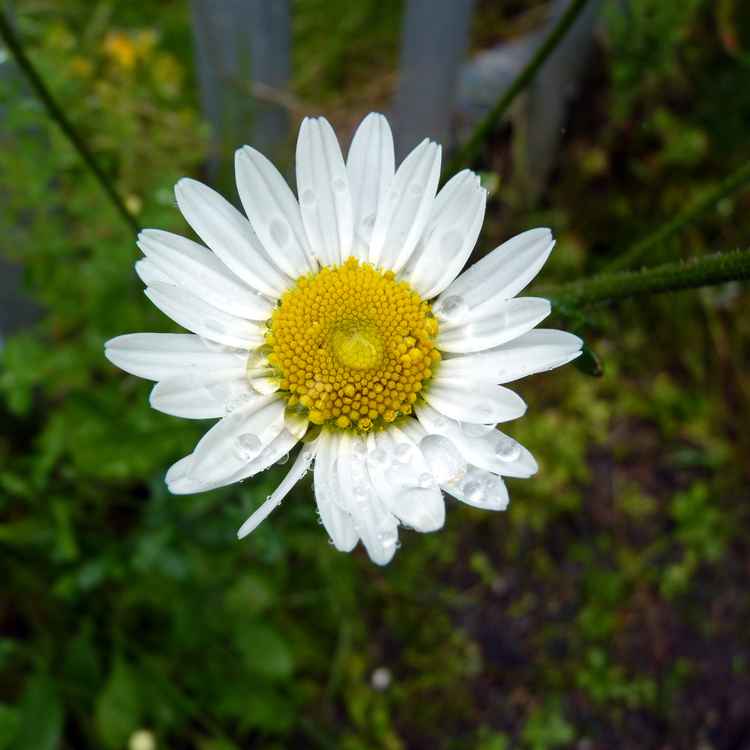 Leucanthemum vulgare mit Wassertröpfchen