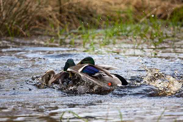 Flotter Dreier eine Ente und zwei Erpel