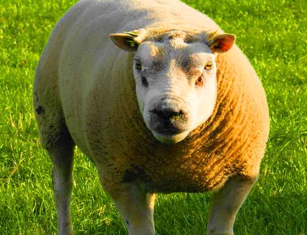 Das gemeine Texelschaf;)