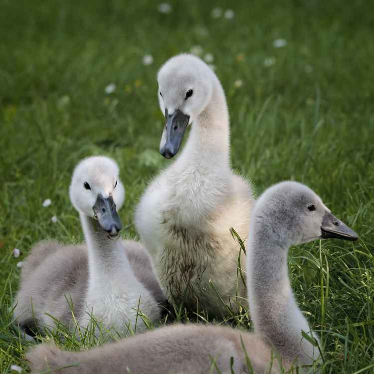Jungschwäne